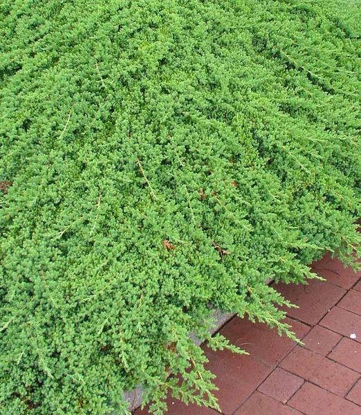 Juniperus procumbens 'Nana'